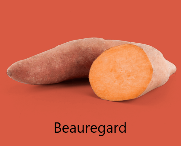 Baeuregard Édesburgonya