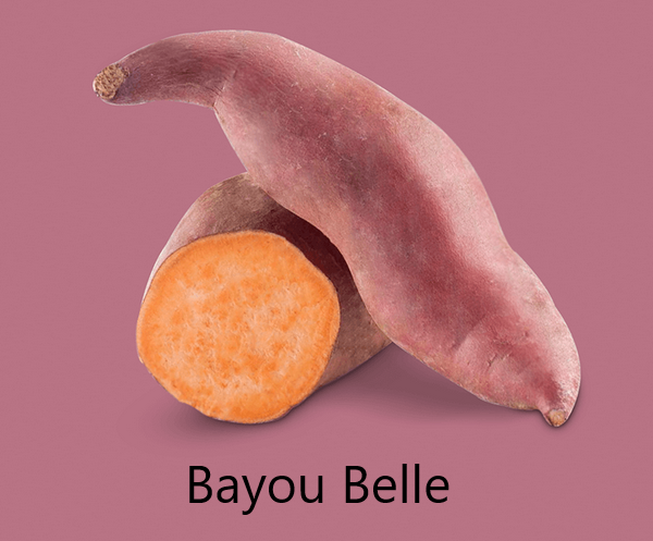 Bayou Belle Édesburgonya