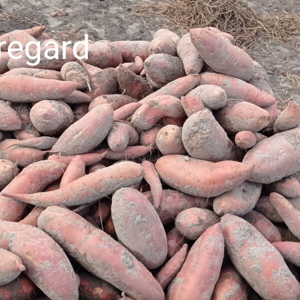 Baeuregard Édesburgonya