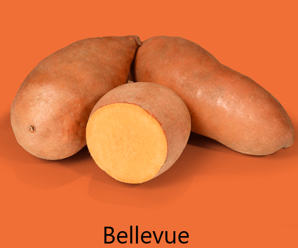 Bellevue Édesburgonya