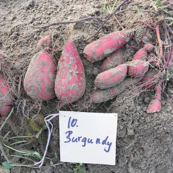Burgundy Édesburgonya