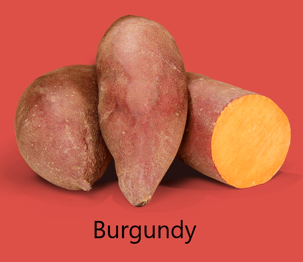 Burgundy Burgundy Édesburgonya