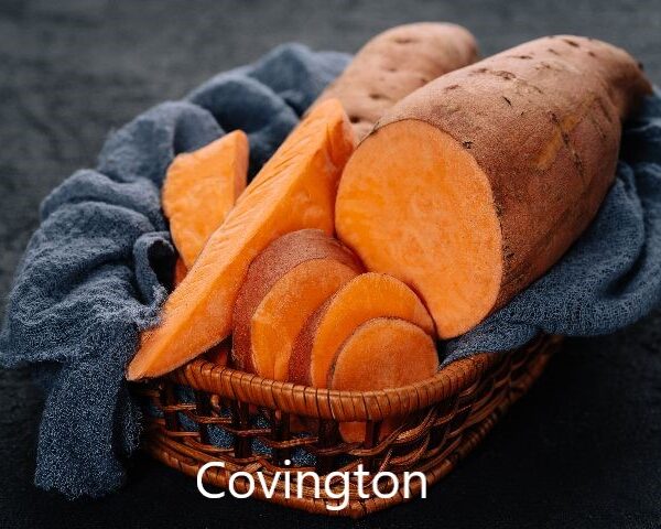 Covington Édesburgonya
