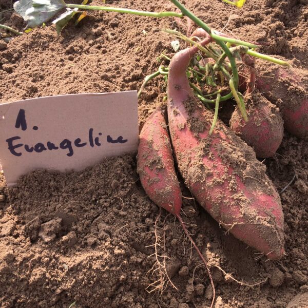 Evangeline Édesburgonya