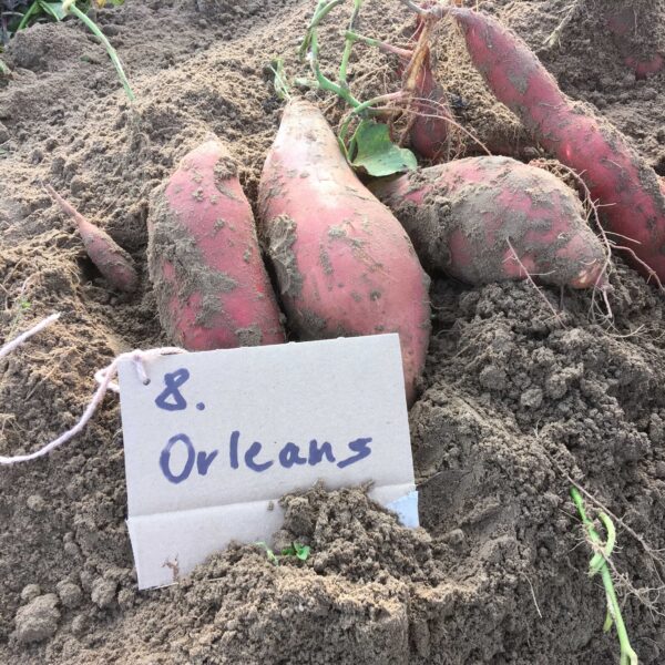 Orleans Édesburgonya