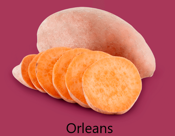 Orleans Édesburgonya