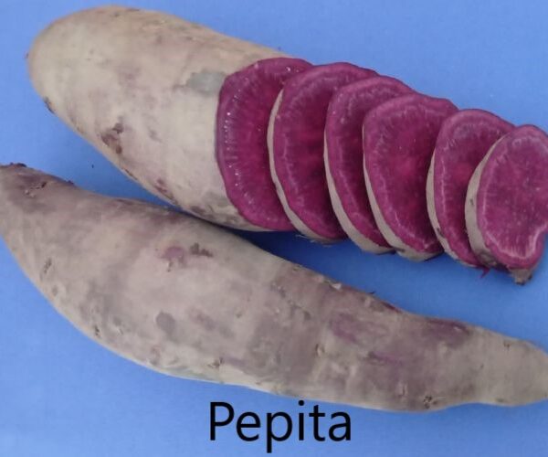 Pepita Édesburgonya