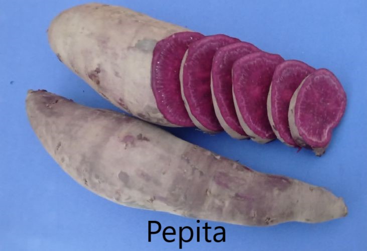 Pepita Pepita Édesburgonya