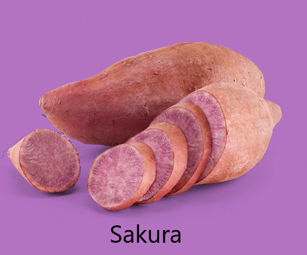 Sakura Édesburgonya
