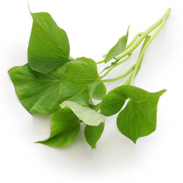 Édesburgonya palánta